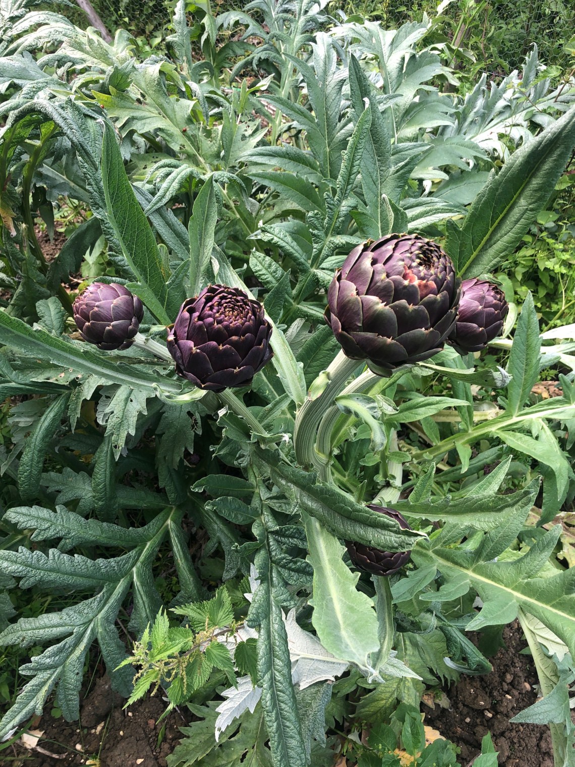 artichokes in garden.JPG
